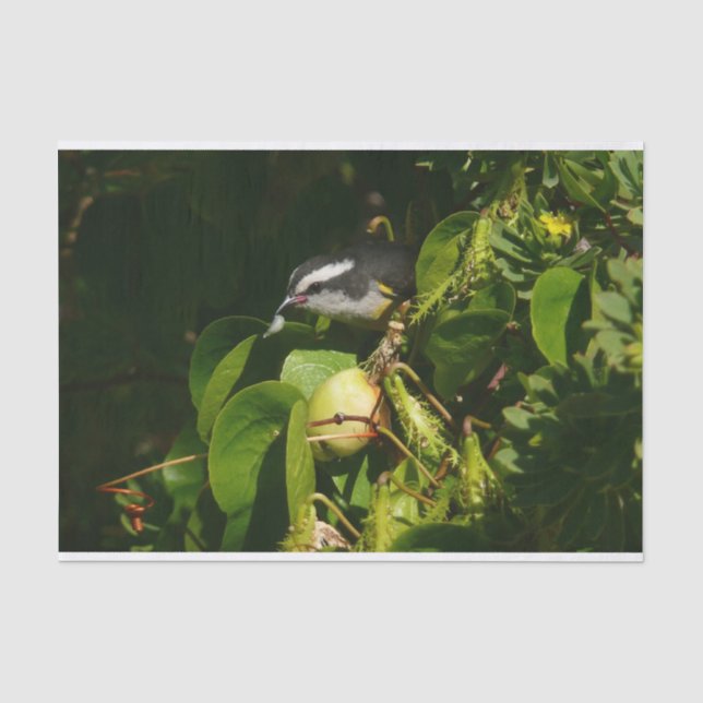 Bananaquit Bird Eating Tropical Photography Tissue Paper (Front)