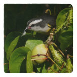 Bananaquit Bird Eating Tropical Photography Trivet