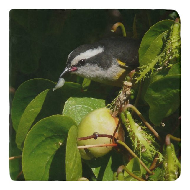 Bananaquit Bird Eating Tropical Photography Trivet (Front)