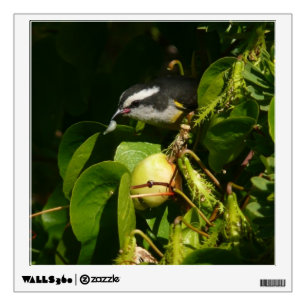 Bananaquit Bird Eating Tropical Photography Wall Decal