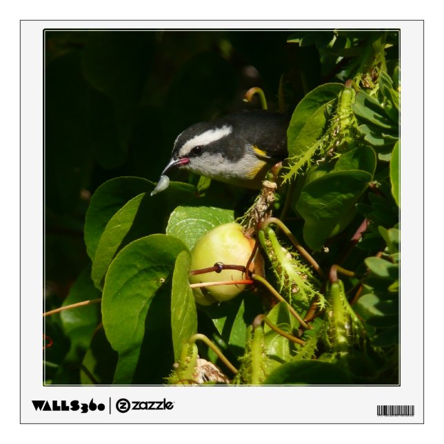 Bananaquit Bird Eating Tropical Photography Wall Decal (Front)