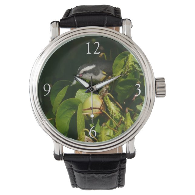 Bananaquit Bird Eating Tropical Photography Watch (Front)