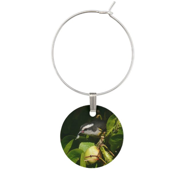 Bananaquit Bird Eating Tropical Photography Wine Glass Charm (Front)