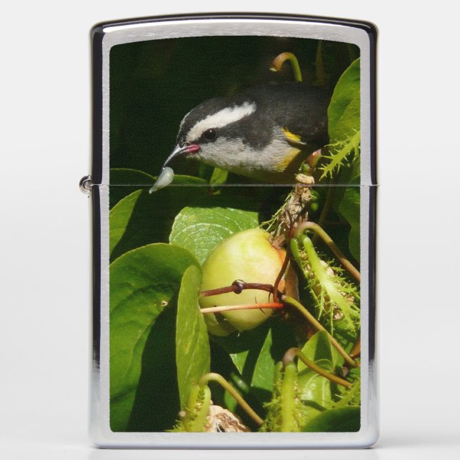 Bananaquit Bird Eating Tropical Photography Zippo Lighter (Front)