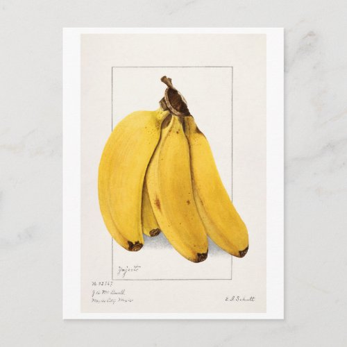 Bananas Musa 1904 by Ellen Isham Schutt Postcard