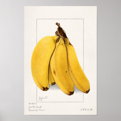 Bananas Musa 1904 by Ellen Isham Schutt Poster