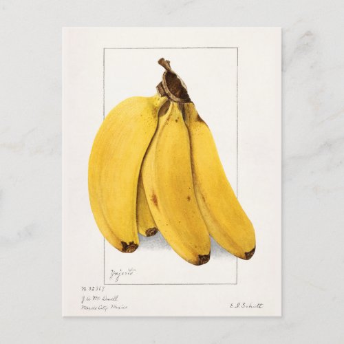 Bananas Musa Fruit Watercolor Painting Postcard