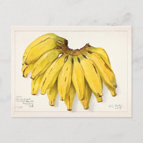 Bananas Musa Fruit Watercolor Painting Postcard