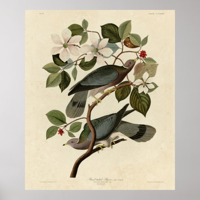 Band-tailed Pigeon - Audubon's Birds of America  Poster (Front)