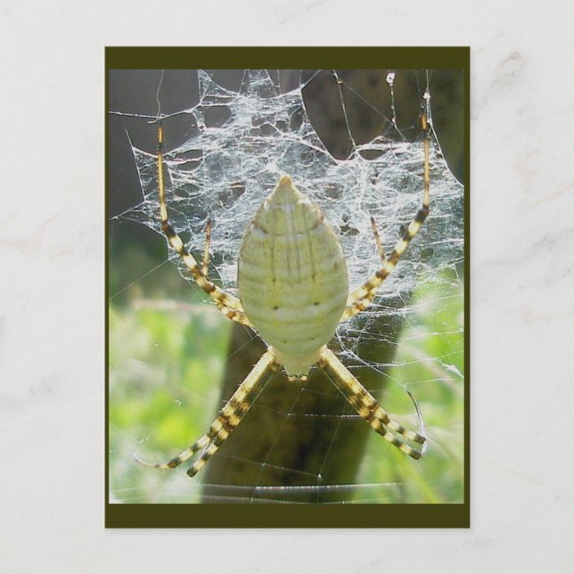 Banded Argiope Spider Dorsal View Postcard (Front)