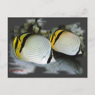 Banded Butterflyfish Life Partners Postcard