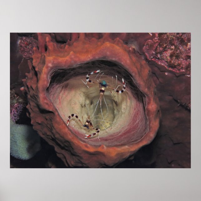 Banded Cleaner Shrimp Pair Poster (Front)