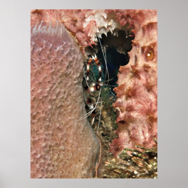 Banded Coral Shrimp in the Sponge Poster (Front)