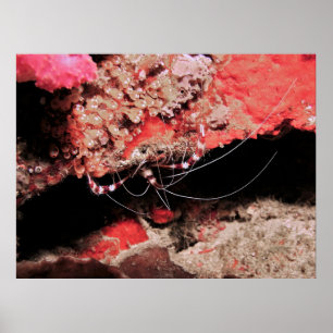 Banded Coral Shrimp Poster