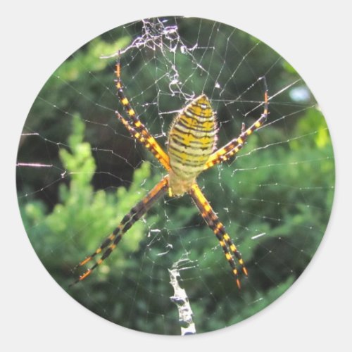 Banded Garden spider  sticker