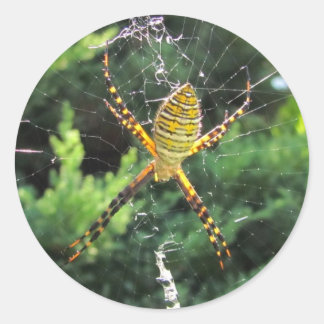 Banded Garden spider ~ sticker