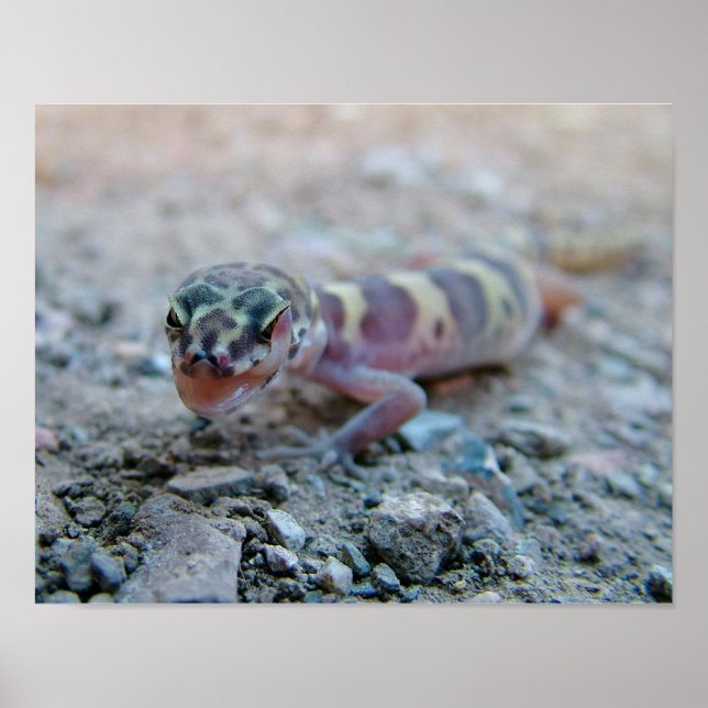 Banded Gecko Licking Eye Poster (Front)