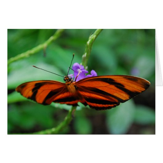 Banded Orange Heliconian Cards (Front Horizontal)