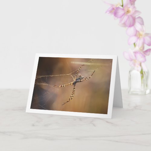 Banded Orbweaver Spider Card