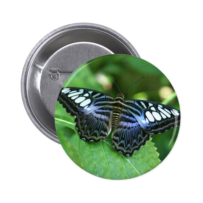 Banded Purple Wing Butterfly Pinback Buttons