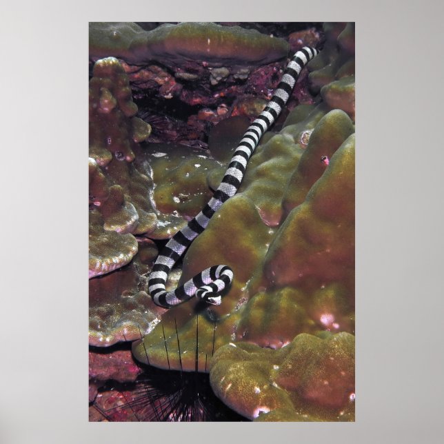 Banded Sea Snake Poster (Front)