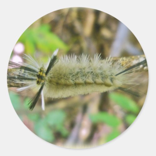 Banded Tussock Moth Caterpillar Classic Round Sticker