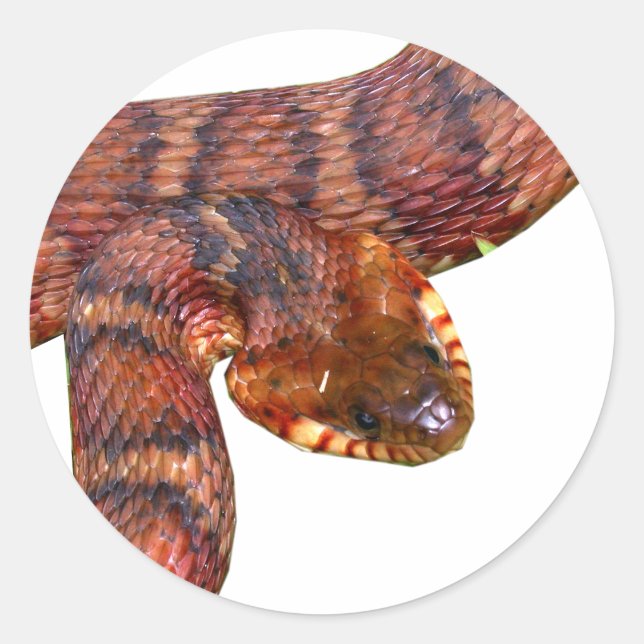Banded Water Snake Classic Round Sticker (Front)