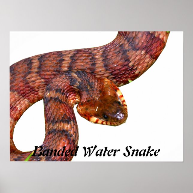 Banded Water Snake Poster (Front)