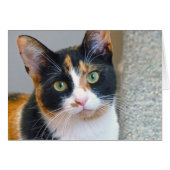 Bandit (Front Horizontal)