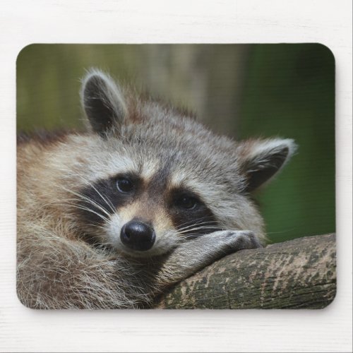 Bandit at Rest Cute Raccoon Mouse Pad