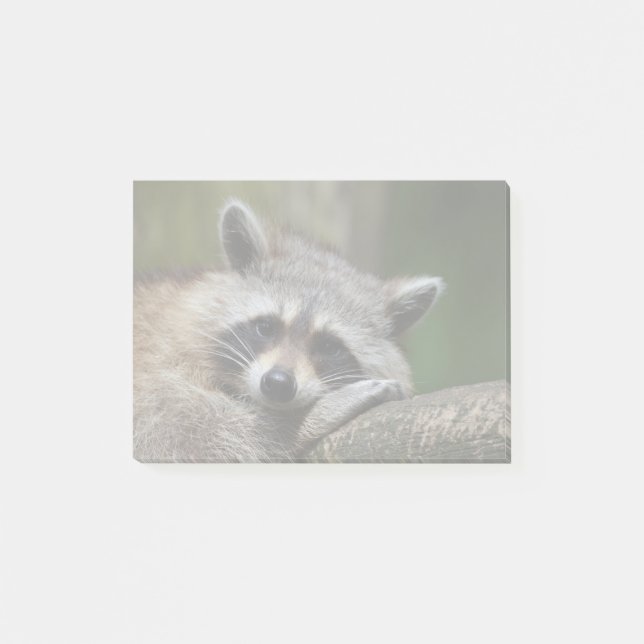 Bandit at Rest Cute Raccoon Post-it Notes (Front)