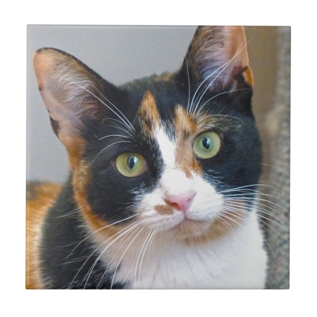 Bandit Ceramic Tile (Front)