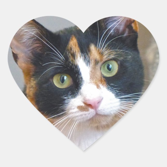 Bandit Heart Sticker (Front)