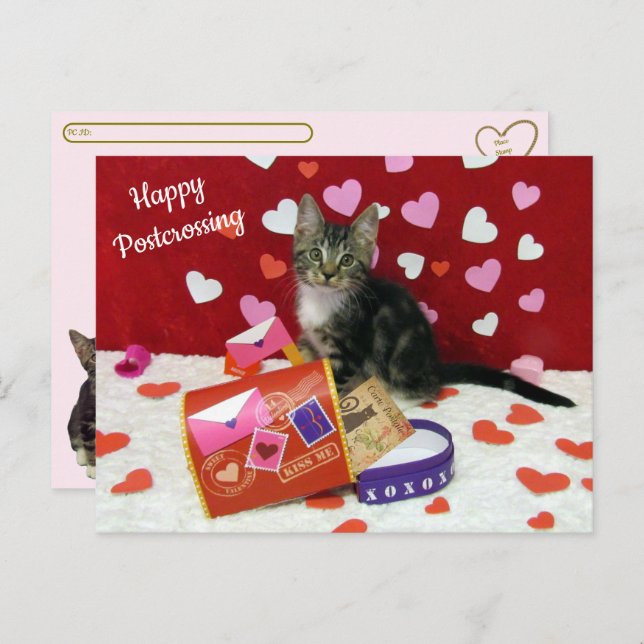 Bandit The Cat's Postcrossing Valentine's Postcard (Front/Back)