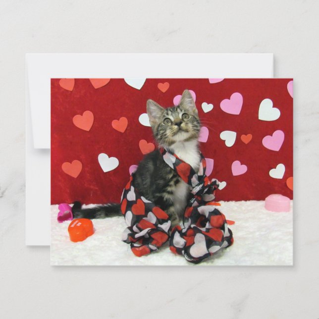 Bandit's Love Valentine - Cat / Kitten - Flat Card (Front)