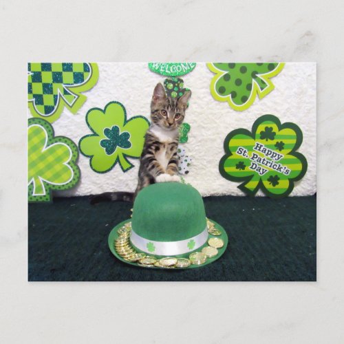 Bandits Money Hat Cat  Kitten St Patricks Day Postcard