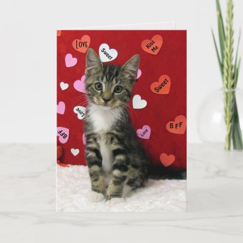 Bandits Valentines _ Cat  Kitten Valentine Card