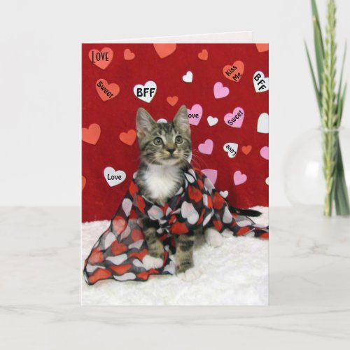 Bandits Valentines _ Cat  Kitten Valentines Holiday Card