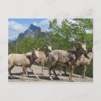 Banff Postcard