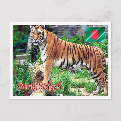 Bangladesh _ The Royal Bengal Tigeri _ Postcard