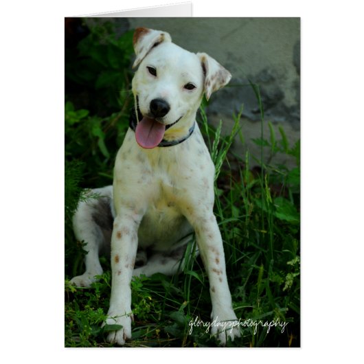 Banjo, May 2009 (Front)