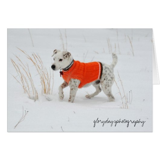 Banjo, Snow Day Cards (Front Horizontal)