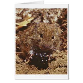 bank vole cards