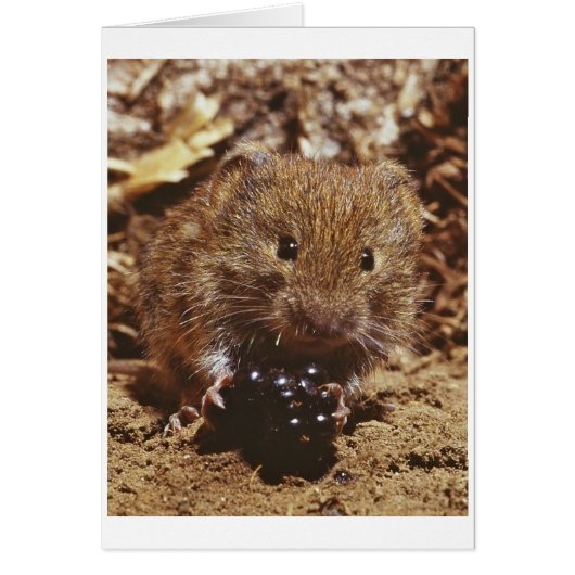 bank vole cards (Front)
