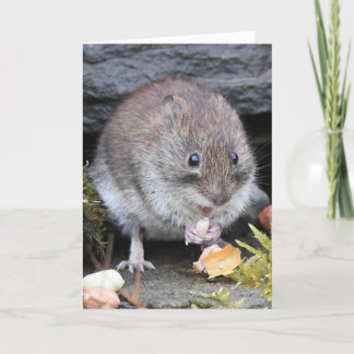Bank vole scotland card