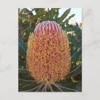Banksia flower postcard