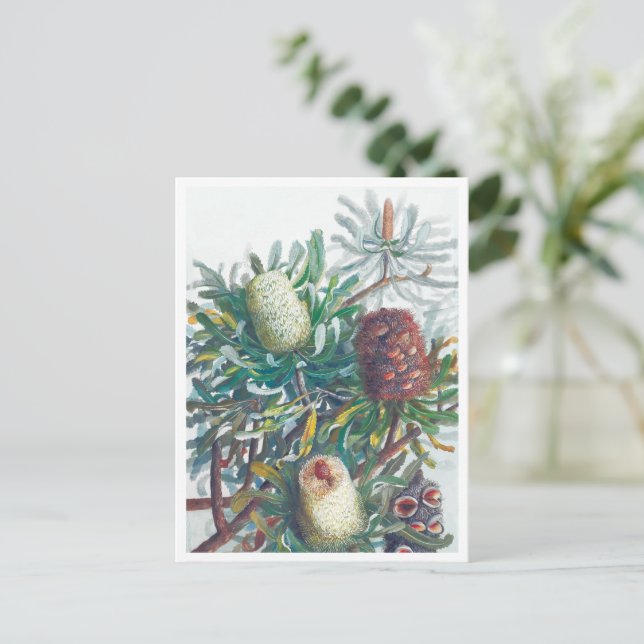 Banksia Flowers | Ellis Rowan 1782 Postcard (Standing Front)