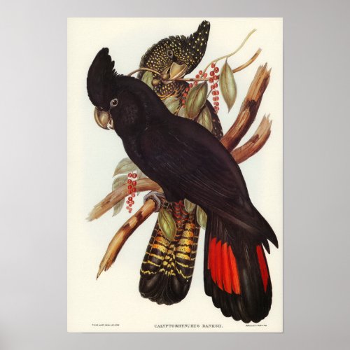 Banksian Cockatoo by Elizabeth Gould Poster