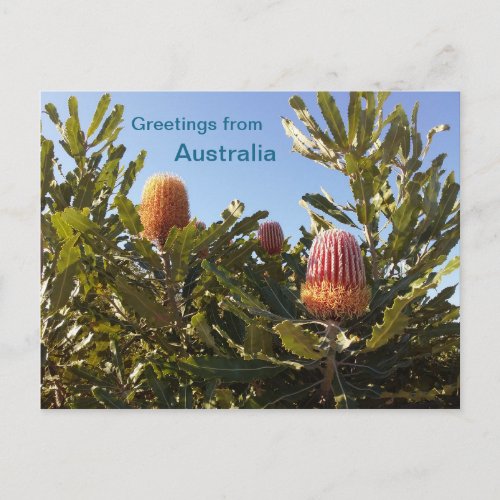 Banskia flowers Western Australia Postcard