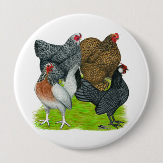 Bantam Hen Quartet Pinback Button